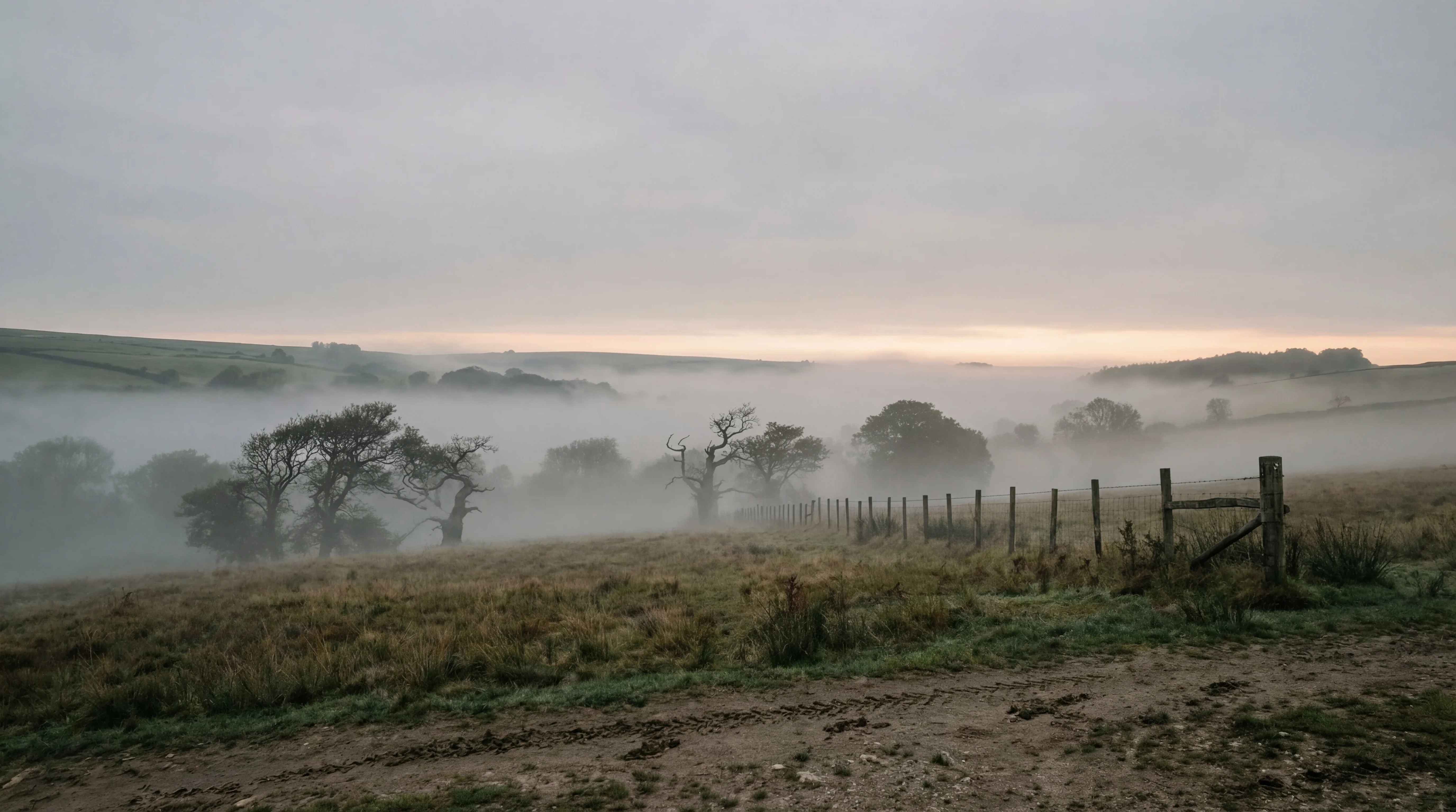 West Devon moorland at dawn - mist, ancient oaks, the quiet work before the breakthrough